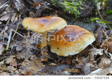 Chinametumutake 59087594