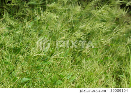 Natural plant beech, weeds everywhere. In autumn, small ears flutter in the wind at your feet Natural plant beech, weeds everywhere. In autumn, small ears flutter in the wind at your feet 59089104