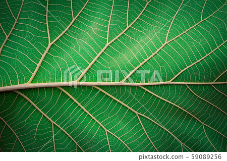 Abstract green leaf texture for background Abstract green leaf texture for background 59089256