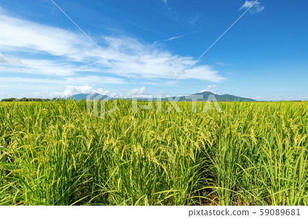 [Niigata] Paddy fields in the Echigo Plain and Mt. Yahiko and Mt. Tsunoda 59089681