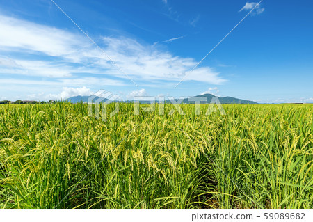 [Niigata] Paddy fields in the Echigo Plain and Mt. Yahiko and Mt. Tsunoda 59089682