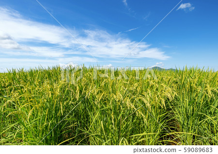 [Rice cultivation] Immediately after heading, a little more until cutting 59089683