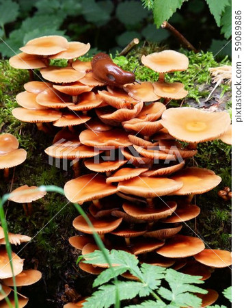 Wild Enokitake Flammulina velutipes (Switzerland) 59089886