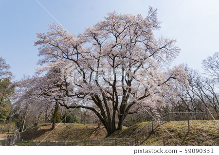 A cherry blossom tree in full bloom that the cherry blossoms can see small. A cherry blossom tree in full bloom that the cherry blossoms can see small. 59090331