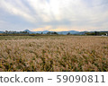Suncheon bay reeds field 59090811