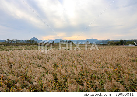 Suncheon bay reeds field 59090811