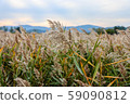 Suncheon bay reeds field 59090812