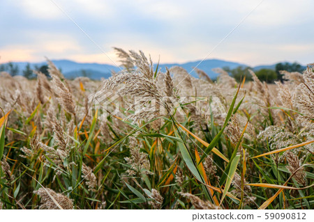 Suncheon bay reeds field 59090812