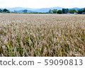 Suncheon bay reeds field 59090813