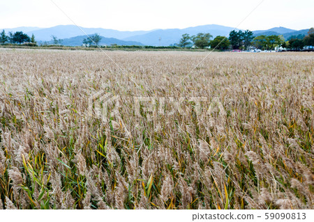 Suncheon bay reeds field 59090813