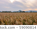 Suncheon bay reeds field 59090814