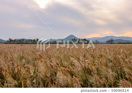 Suncheon bay reeds field 59090814