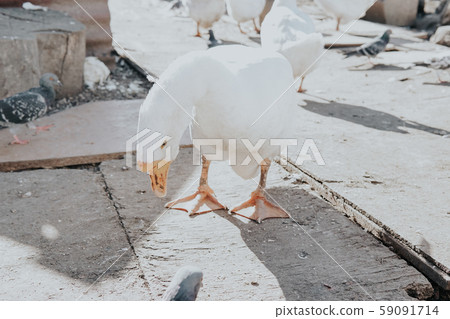 white goose on the farm eats food 59091714