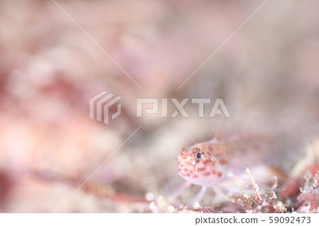 隱藏和看到 隱藏和看到 59092473