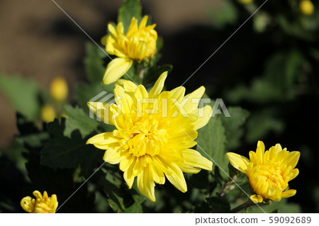 菊花 菊花 59092689