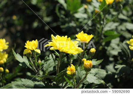 菊花 59092690