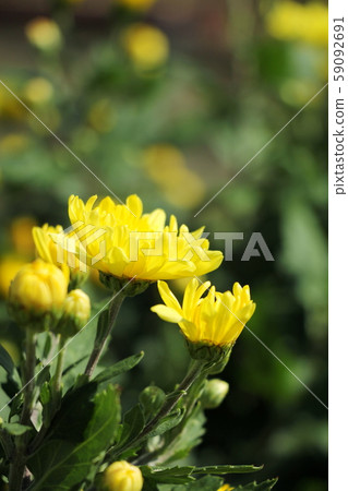 菊花 59092691