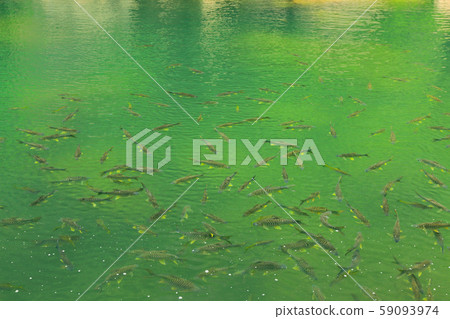 老撾的班康羅(Conroe Village)的天然洞穴Tam Conroe和Nam Hin Bung河 老撾的班康羅(Conroe Village)的天然洞穴Tam Conroe和Nam Hin Bung河 59093974