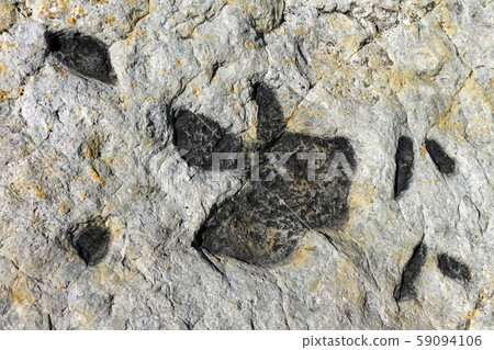 Dinosaur tracks on the surface of a rock. Dinosaur tracks on the surface of a rock. 59094106