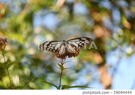 Asagi Madara and Fujikaka 59094444