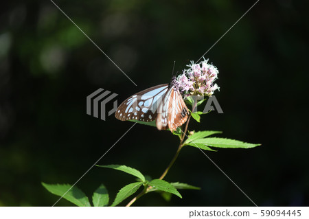 Asagi Madara和Fujikaka Asagi Madara和Fujikaka 59094445