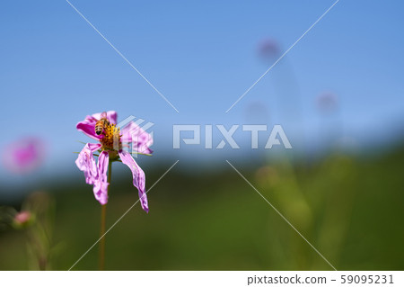 波斯菊和蜜蜂的詩 59095231