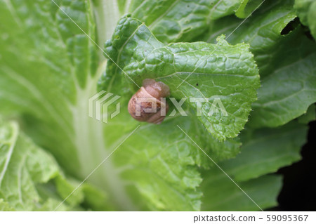 Snail damage 59095367