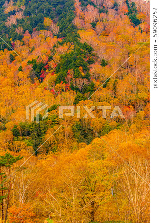 Colored leaves of Shiga Kogen [Nagano Prefecture] 59096252
