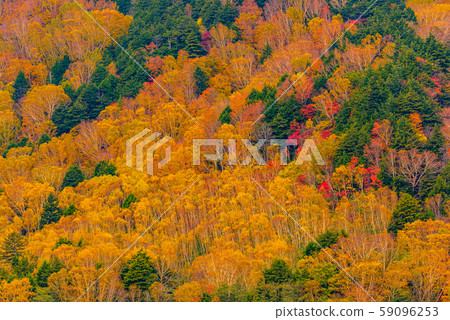 Colored leaves of Shiga Kogen [Nagano Prefecture] 59096253