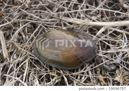 杜布吉A型 59096787