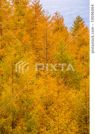 Autumn leaves of deciduous pine 59096864