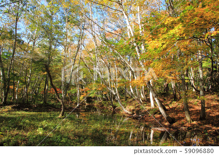 Autumn in Akiyamago, white birch forest in Tianchi 59096880