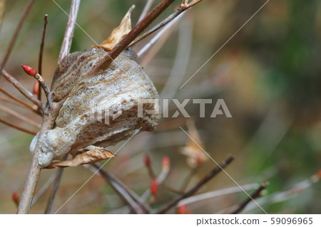 Wolf's egg Wolf's egg 59096965