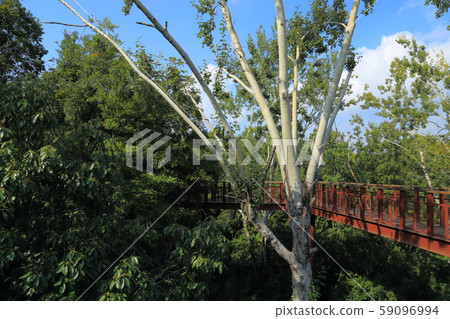 世博紀念公園[自然文化園 - Sorado(森林空中觀察路)吹田,大阪府 世博紀念公園[自然文化園 - Sorado(森林空中觀察路)吹田,大阪府 59096994