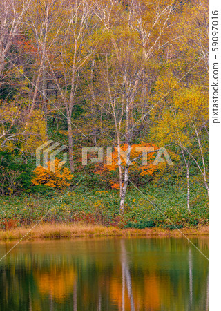 Colored leaves of Shiga Kogen [Nagano Prefecture, Nagaike] 59097016