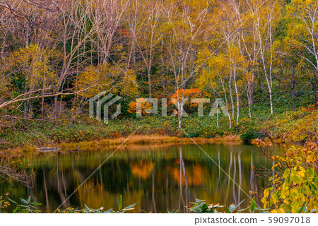 Colored leaves of Shiga Kogen [Nagano Prefecture, Nagaike] 59097018
