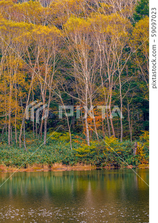 Colored leaves of Shiga Kogen [Nagano Prefecture, Nagaike] 59097023