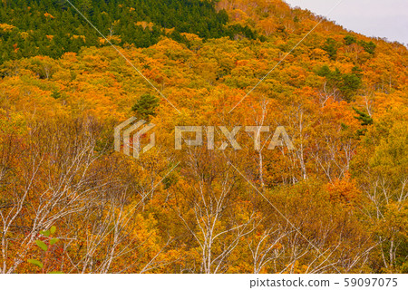 滋賀高原的紅葉[長野縣長野縣] 59097075