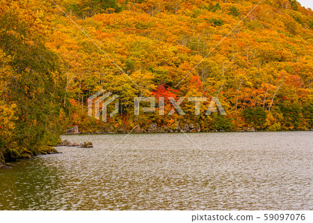 滋賀高原的紅葉[長野縣長野縣] 59097076