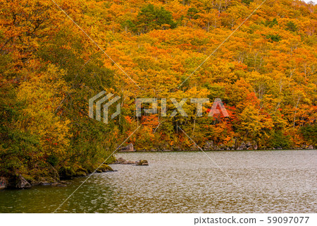 滋賀高原的紅葉[長野縣長野縣] 59097077