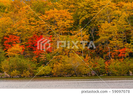 滋賀高原的紅葉[長野縣長野縣] 59097078