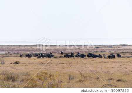 A herd of Wildebeest in Etosha 59097253