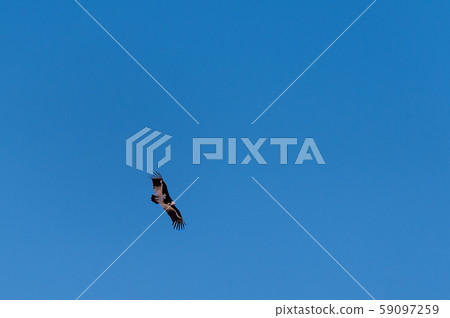 White-headed Vulture in Flight over Etosha White-headed Vulture in Flight over Etosha 59097259