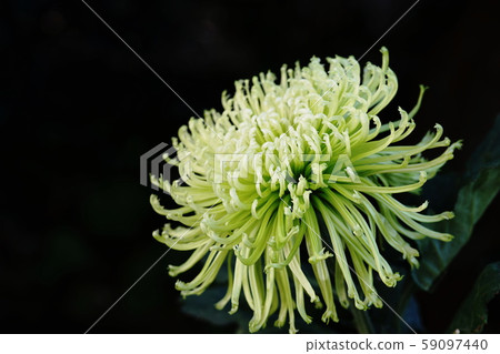 Green chrysanthemum shamrock Green chrysanthemum shamrock 59097440