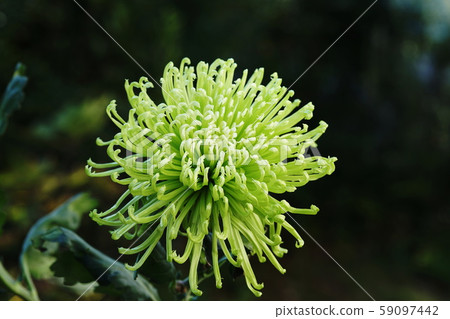 Green chrysanthemum Shamrock Green chrysanthemum Shamrock 59097442