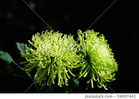 綠菊花三葉草 59097443