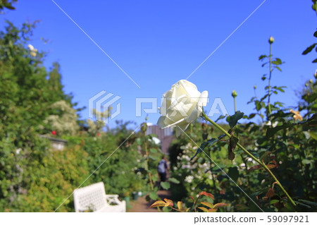 英式花園秋玫瑰風光 59097921