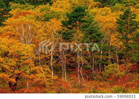 Colored leaves of Shiga Kogen [Nagano Prefecture, Ichinuma] 59098833