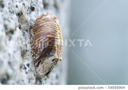 大腹螳螂卵 大腹螳螂卵 59098904