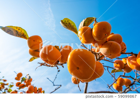 Persimmon nuts Persimmon nuts 59099867